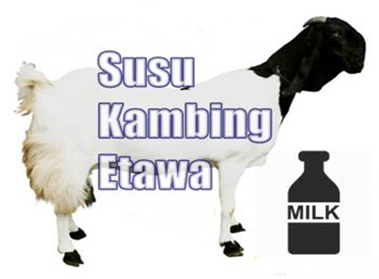 manfaat kefir susu kambing etawa terbaru