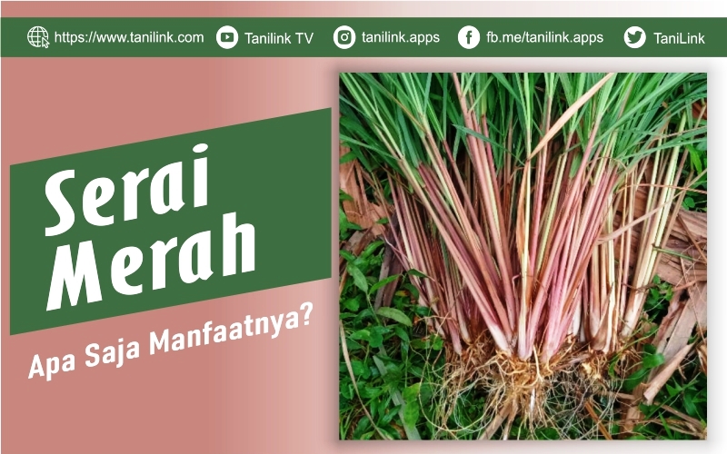 manfaat sereh merah untuk kesehatan terbaru